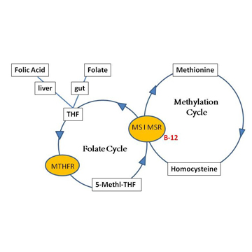 Клинически значимые полиморфизмы генов фолатного цикла
