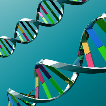 Ген-хромосома-геном