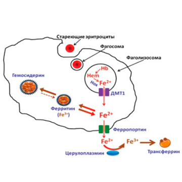 Гепсидин — регулятор гомеостаза железа
