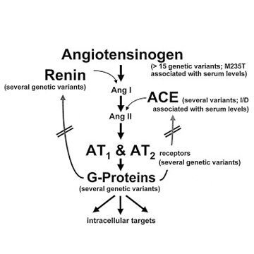 Клинически значимые полиморфизмы генов ренин-ангиотензиновой и калликреин-кининовой систем регуляции артериального давления